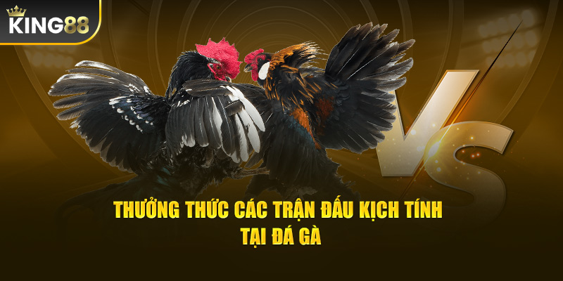 Thưởng thức các trận đấu kịch tính tại đá gà